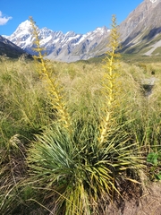 Aciphylla scott-thomsonii