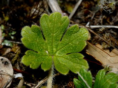 Geranium brevicaule