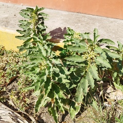 Asclepias oenotheroides
