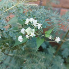 Antigonon flavescens