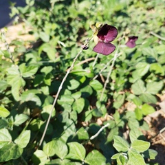 Macroptilium atropurpureum