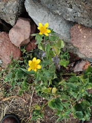 Sclerocarpus uniserialis