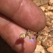 Lobelia cleistogamoides 3