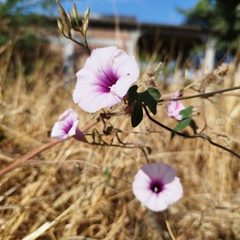 Ipomoea