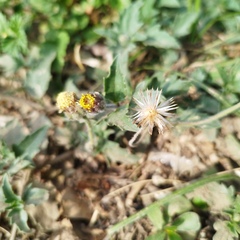Tridax procumbens
