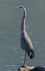 Ardea herodias image