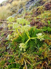 Aciphylla dissecta