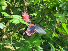 Papilio rumanzovia