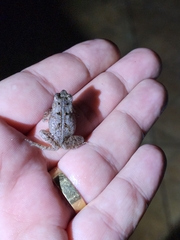 Rhinella ornata