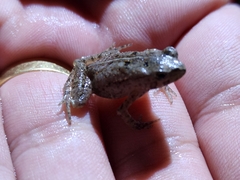 Rhinella ornata