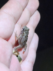 Rhinella ornata