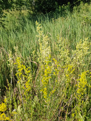 Galium × pomeranicum
