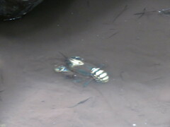 Euastacus sulcatus
