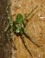 Cryptaranea atrihastula