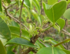 Glochidion hohenackeri