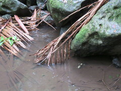 Euastacus sulcatus