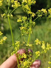 Galium × pomeranicum