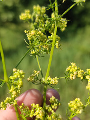 Galium × pomeranicum