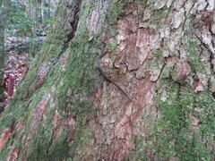 Saproscincus spectabilis