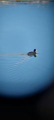 Fulica atra