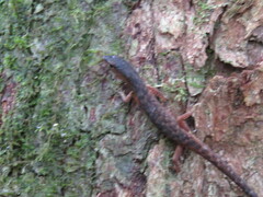 Saproscincus spectabilis