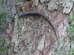 Saproscincus spectabilis