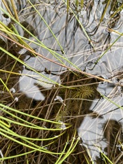 Utricularia intermedia