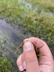 Utricularia intermedia