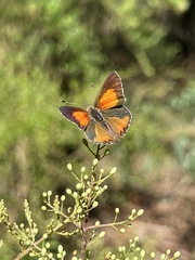 Paralucia pyrodiscus lucida