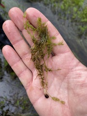 Utricularia intermedia