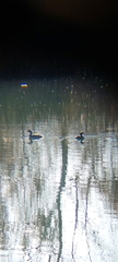 Podiceps cristatus