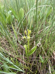Liparis loeselii
