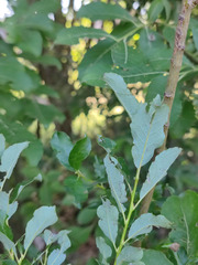 Salix starkeana