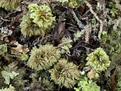 Hypnodendron