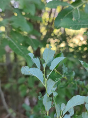 Salix starkeana