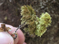 Hypnodendron