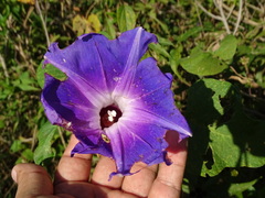 Ipomoea mairetii