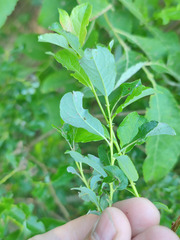 Salix starkeana