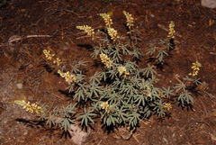 Lupinus angustiflorus