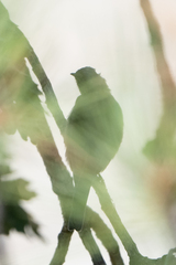 Setophaga coronata