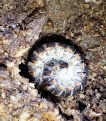 Xystodesmoidea