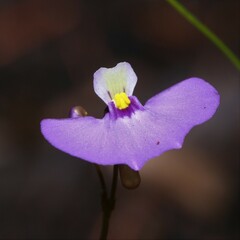 Utricularia paulineae