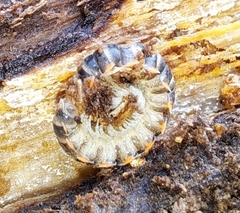 Xystodesmoidea