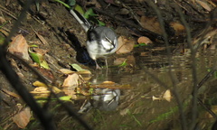 Motacilla clara