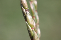 Eriochloa barbatus