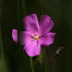 Drosera hamiltonii