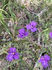 Thysanotus tuberosus