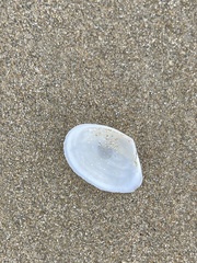 Macomona deltoidalis