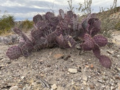 Opuntia azurea