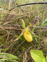 Cypripedium parviflorum pubescens